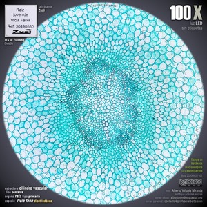 Raíz primaria: cilindro vascular
